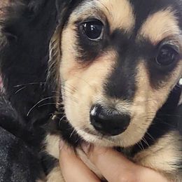 Dachshunds from Sally Styring