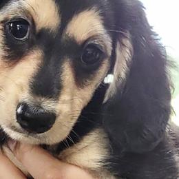 Dachshunds from Sally Styring