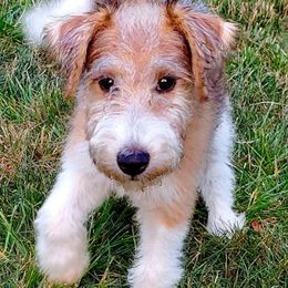 Wire Fox Terriers from Ivy Hollow Wire Fox Terriers