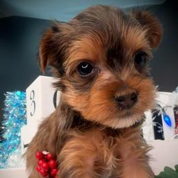 Boy - Tan male Yorkshire Terrier puppy in Machesney Park, Illinois from Three Yorkie Family
