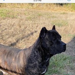Lola - Chestnut brindle female Cane Corso puppy in Olympia, Washington from Grayling Dawn Cane Corso