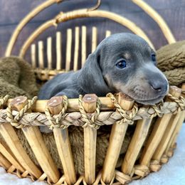 Dachshund Puppies from Harrison Farm