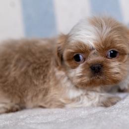 Boy 1 - Gold and white male Shih Tzu puppy in Montrose, Colorado from Nana's Happy Pups