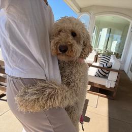 Winnie - Goldendoodle