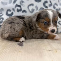 Maci - Blue merle female Toy Australian Shepherd puppy in Ambrose, Georgia from Brandilyn's Aussies
