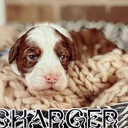 Charger - Chocolate male Australian Labradoodle puppy in Decatur, Alabama from Southern Meadows Doodles