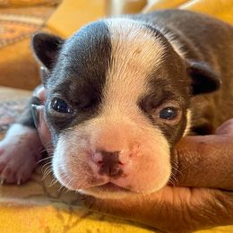 Boston Terrier and Rottweiler Puppies from Ronnie Dreher's Boston Terriers