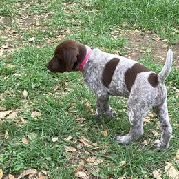 German Shorthaired Pointer Puppies from Hunting S Kennel