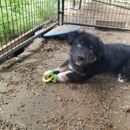 Australian Shepherd Puppies from Sassy Australian Shepherds