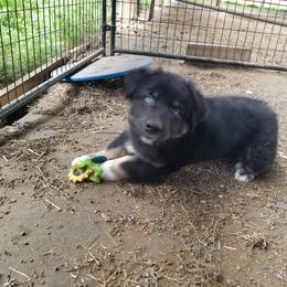 Australian Shepherd Puppies from Sassy Australian Shepherds