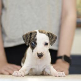 Cable - Black brindle male Whippet puppy in Atlanta, Georgia from Sinaj