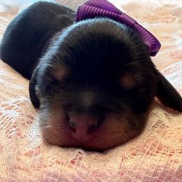Girl 2 - Black and tan female Dachshund puppy in Murfreesboro, Tennessee from Kimbrie's Dream Cream Doxies