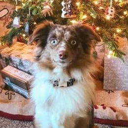 COLBY - Toy Australian Shepherd