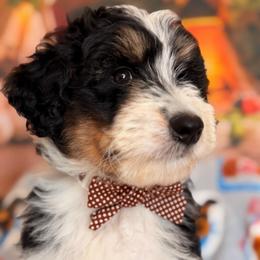 Tuxedo - Black tri-color male Aussiedoodle puppy in Dickerson, Maryland from Pawsome Aussie Doodles and Oodles