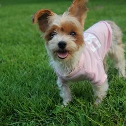 Minnie Mouse - Yorkshire Terrier