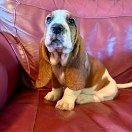June AVAILABLE - Mahogany and white female Basset Hound puppy in Hillsboro, West Virginia from Bear Foot Bassets Of West Virginia