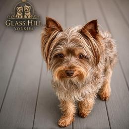Jynx - Yorkshire Terrier