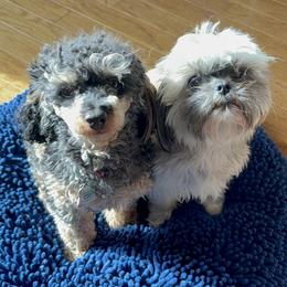 Shihpoo and Shih Tzu Puppies from Goracke Family