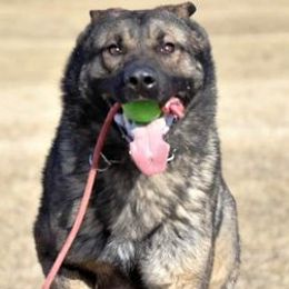 German Shepherds from Von Coley Haus