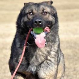 German Shepherds from Von Coley Haus