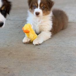 Australian Shepherd Puppies from Jamara Aussies