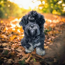 Carolina - Black female Russian Tsvetnaya Bolonka puppy in Chicago, Illinois from Simply Bolonka - A Russian Tsvetnaya Bolonka Kennel