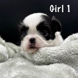Girl 1 - White and black female Japanese Chin puppy in Vernon, Connecticut from Chin Babies