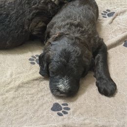 Bernedoodle Puppies from Triple W Doodles