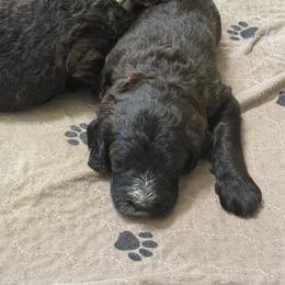 Bernedoodle Puppies from Triple W Doodles