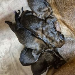 Girl 2 - Fawn female Boxer puppy in Pine River, Wisconsin from Jenks Boxers