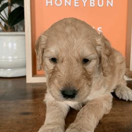 Goldendoodles and Golden Retrievers from Polk Pups
