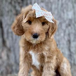 Granny - Red  female Goldendoodle puppy in Murfreesboro, Tennessee from Cherry Lane Farm Doodles