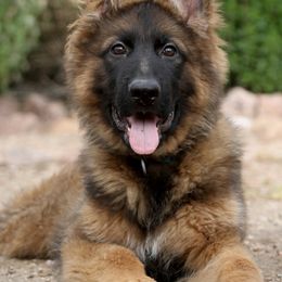 German Shepherds from Centennial German Shepherds