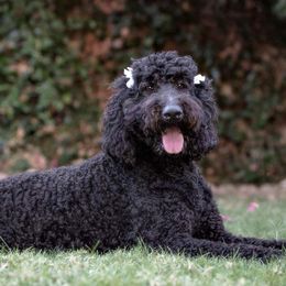 Double Doodles, Goldendoodles, and Labradoodles from The Doodle Ranch-California
