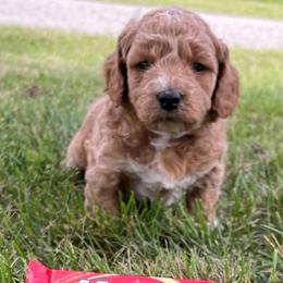 Goldendoodle and Shichon Puppies from Kinzor Kennels