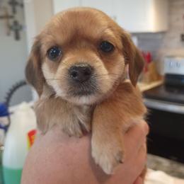 Gold baby girl - Brindle and white female Shorkie puppy in Chipley, Florida from Relentless Homestead