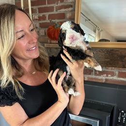 Rusty - Tri-color male Bernedoodle puppy in Yuba City, California from Ranch House Doodles