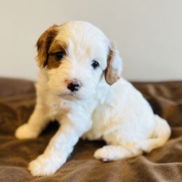 Archer - White male Cavapoo puppy in Malad City, Idaho from FreckledCowgirlPuppies