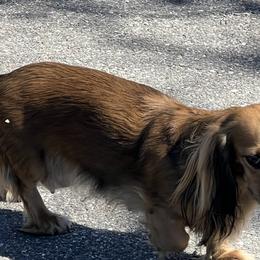 Fixy - Dachshund