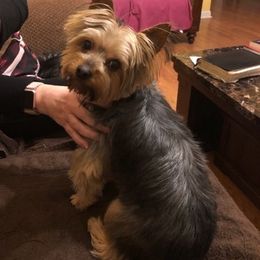 Yorkshire Terrier All Grown Up from Chris Sale's Yorkshire Terriers