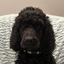 Poodles from K & A Standard Poodles