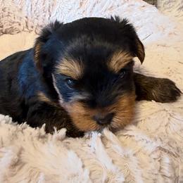 Chase - Black and gold male Yorkshire Terrier puppy in Dublin, California from Michelle’s Yorkies
