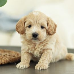 Maltipoo, Shichon, and Shihpoo Puppies from Timbercreek Puppies