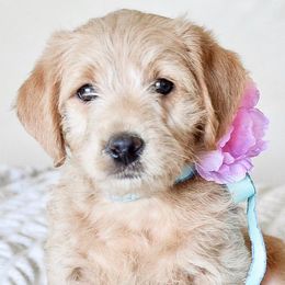 Goldendoodles and Labradoodles from Artisan Doodles