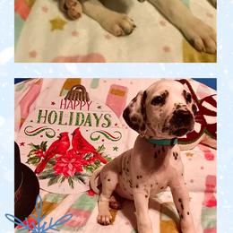 Glinda AKC LUA - White and black female Dalmatian puppy in Las Vegas, Nevada from 101 Dew Dream Valley Dalmatians
