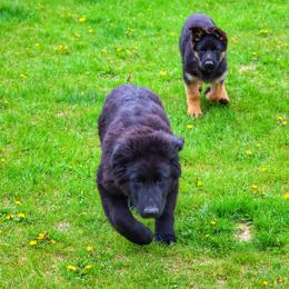 German Shepherd and Pembroke Welsh Corgi Puppies from Muddy Paws Corgis / Von Blake's Gedächtnis