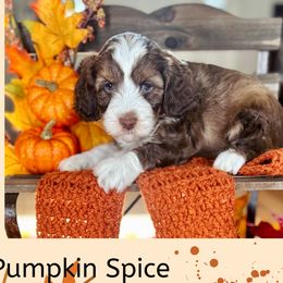 Pumpkin Spice - Australian Labradoodle puppy from Saving Grace Labradoodles