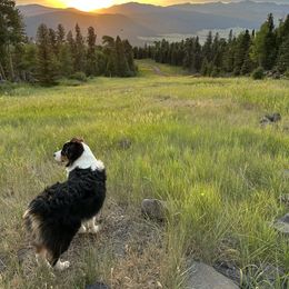Australian Shepherd All Grown Up from Kade’s Stock Dogs