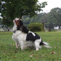 Tori - Cavalier King Charles Spaniel