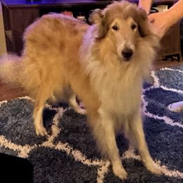 Annie - Collie